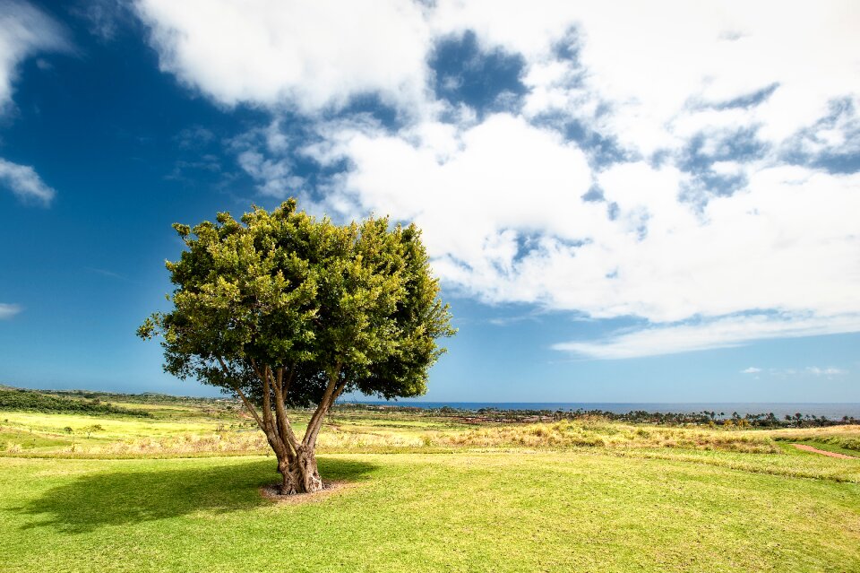 Grass idyllic landscape