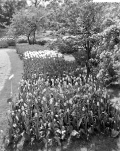Opdracht Drukkerij Wijt te Rotterdam, fotos Floriade, Bestanddeelnr 911-2698