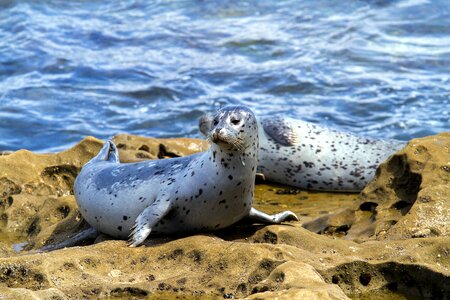 Robbe seal aquatic animal