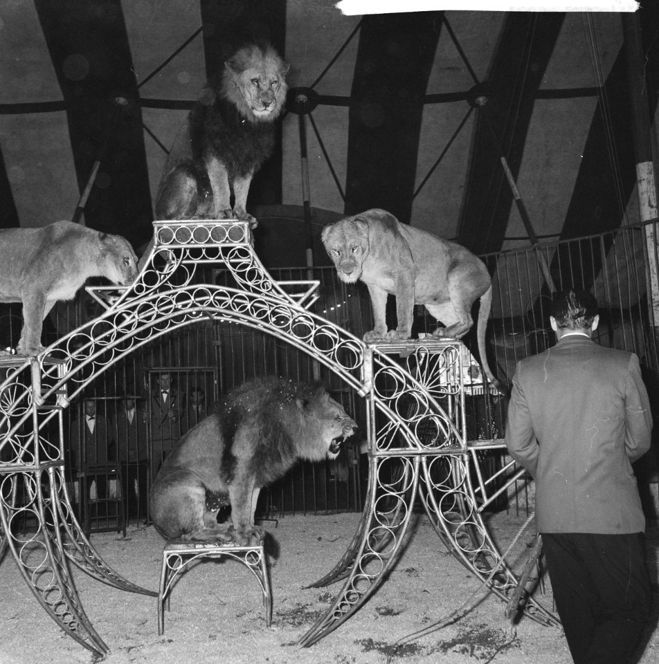 Opdracht dagblad De Tijd , piste van het circus Boltini leeuwen, Bestanddeelnr 914-0994