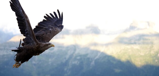 Raptor wildlife fly