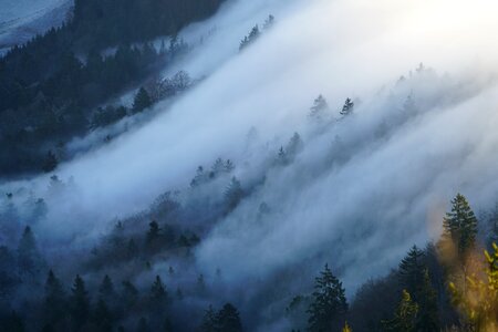 Forest trees mountain