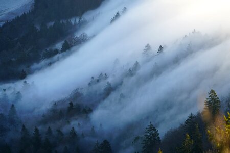 Forest trees mountain photo