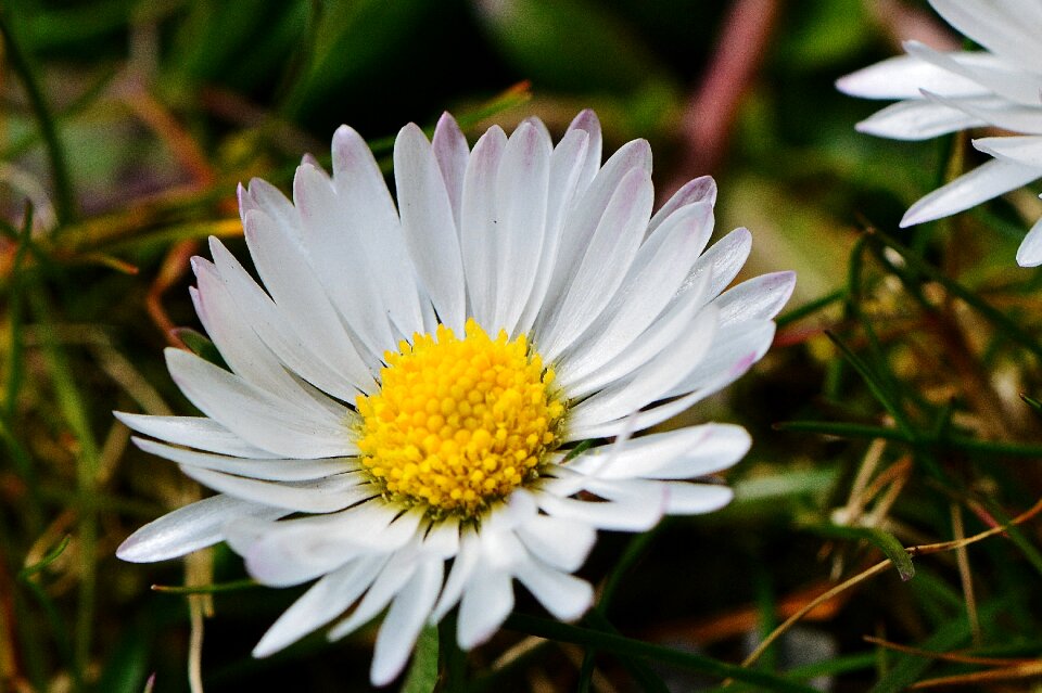 Pointed flower spring summer