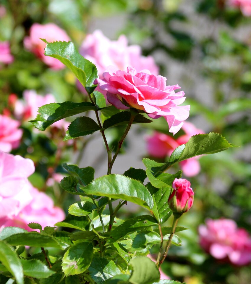 Flowers bright closeup