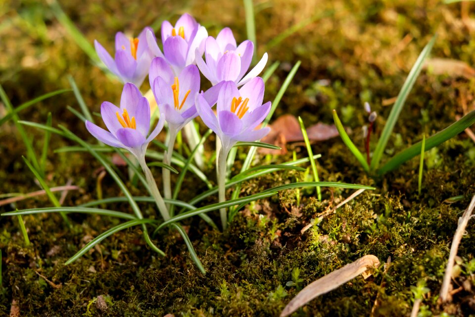 Bloom bloom light purple