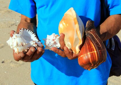 Shell vacation summer