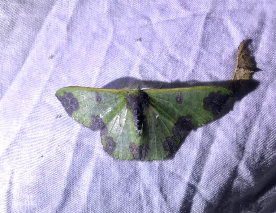 Oospila atopochlora 32074091