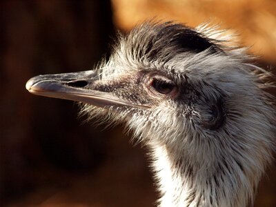 Bird animals ostrich photo