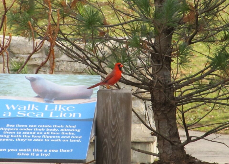 Wildlife bird perched photo