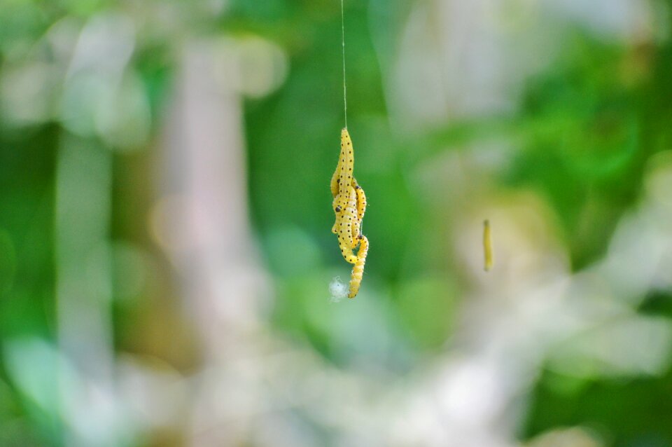 Wax moth insect pest