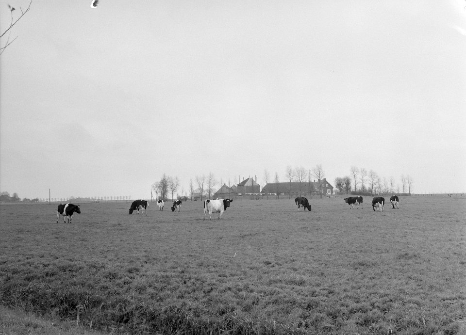Ontginning, vee in de weide, algemene beelden, turfsteekreportage, koeien, Bestanddeelnr 160-0083
