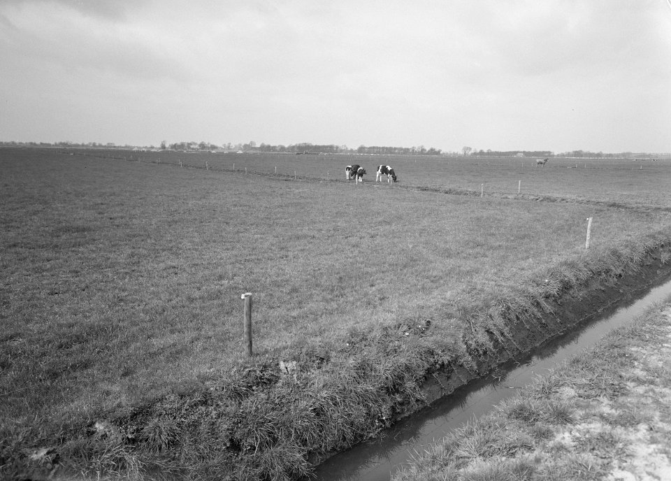Ontginning, vee in de weide, algemene beelden, turfsteekreportage, grasland, koe, Bestanddeelnr 160-0067