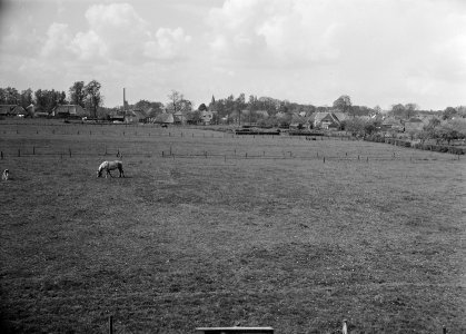 Ontginning, vee in de weide, algemene beelden, turfsteekreportage, grasland, paa, Bestanddeelnr 160-0069