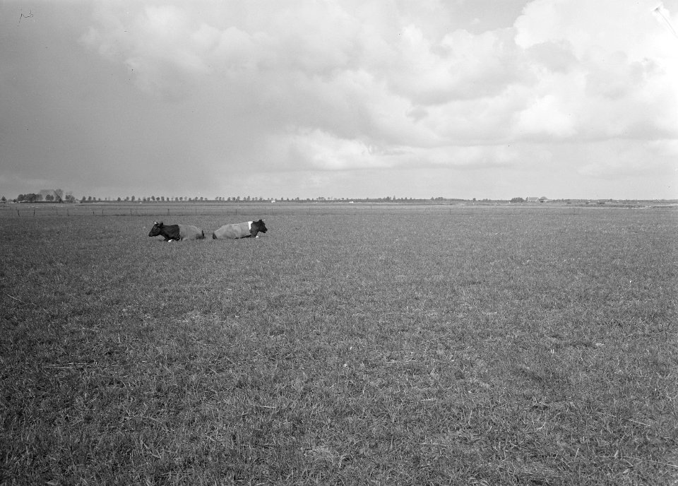 Ontginning, vee in de weide, algemene beelden, turfsteekreportage, grasland, koe, Bestanddeelnr 160-0070