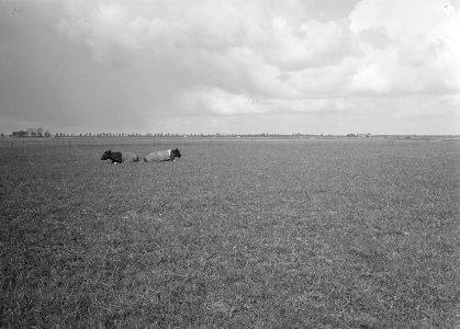 Ontginning, vee in de weide, algemene beelden, turfsteekreportage, grasland, koe, Bestanddeelnr 160-0070
