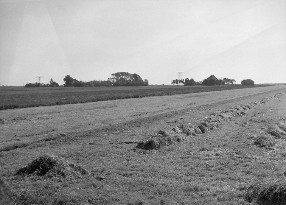 Ontginning, vee in de weide, algemene beelden, turfsteekreportage, gronden, Bestanddeelnr 160-0035