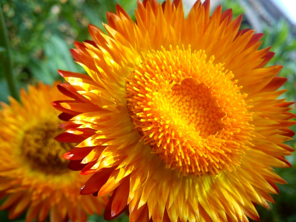 Flower nature spring