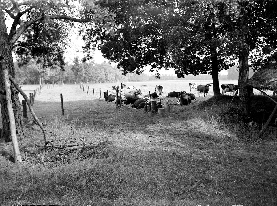 Ontginning, vee in de weide, algemene beelden, turfsteekreportage, koeien, landg, Bestanddeelnr 160-0031