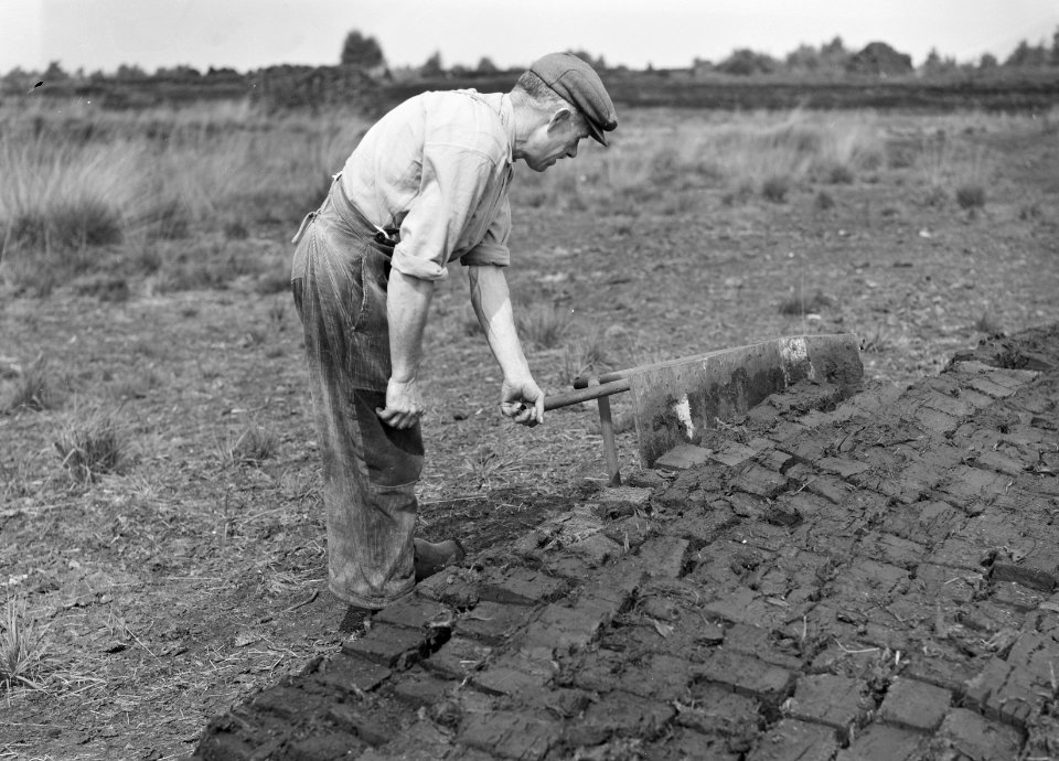 Ontginning, vee in de weide, algemene beelden, Deurne, Bestanddeelnr 192-0901