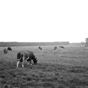 Ontginning, vee in de weide, algemene beelden, turfsteekreportage, koeien, landg, Bestanddeelnr 160-0131