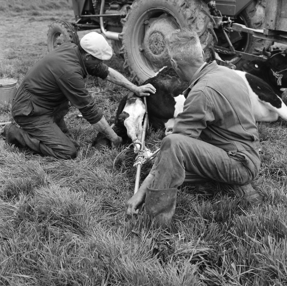 Ontginning, vee, turfsteekreportages, geboortes, kalveren, mannen, Bestanddeelnr 165-0835