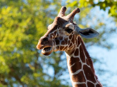 Africa giraffidae animal