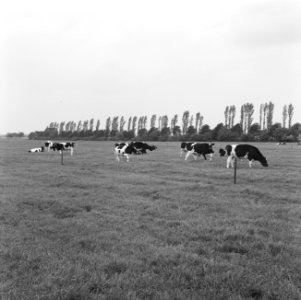 Ontginning, vee, turfsteekreportages, jongvee, grasland, Bestanddeelnr 165-0815