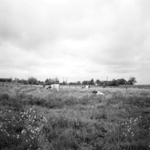 Ontginning, vee in de weide, algemene beelden, turfsteekreportage, koeien, Bestanddeelnr 160-0140