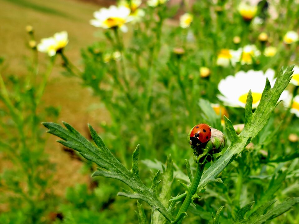 Ladybug flowerbed daisy flowers