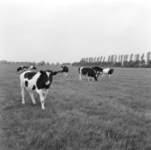 Ontginning, vee, turfsteekreportages, grasland, Bestanddeelnr 165-0814