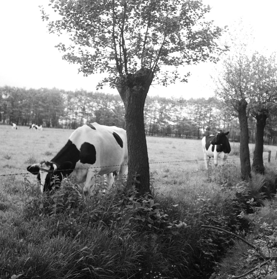 Ontginning, vee in de weide, algemene beelden, turfsteekreportage, koeien, Bestanddeelnr 160-0135