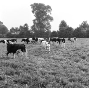 Ontginning, vee, grasland, turfsteekreportages, Bestanddeelnr 165-0844