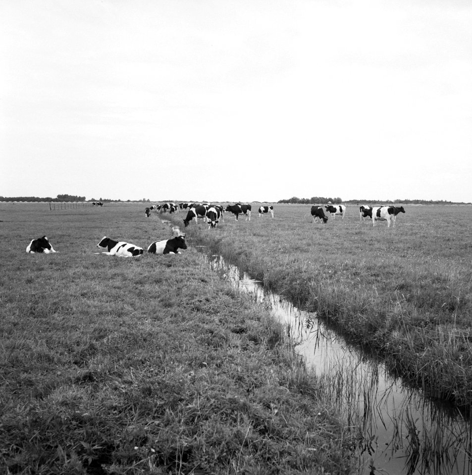 Ontginning, vee in de weide, algemene beelden, turfsteekreportage, koeien, Haers, Bestanddeelnr 160-0080