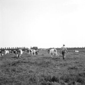 Ontginning, vee in de weide, algemene beelden, turfsteekreportage, koeien, Papen, Bestanddeelnr 160-0144