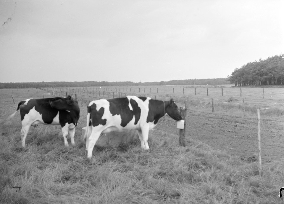 Ontginning, vee in de weide, algemene beelden, turfsteekreportage, koeien, puije, Bestanddeelnr 160-0063