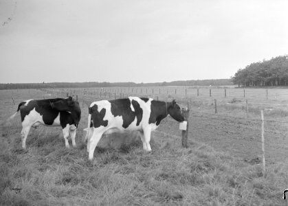 Ontginning, vee in de weide, algemene beelden, turfsteekreportage, koeien, puije, Bestanddeelnr 160-0063