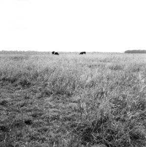 Ontginning, grondbewerking, egaliseren, bezanden, ruilverkavelingen, graslanden,, Bestanddeelnr 159-0328