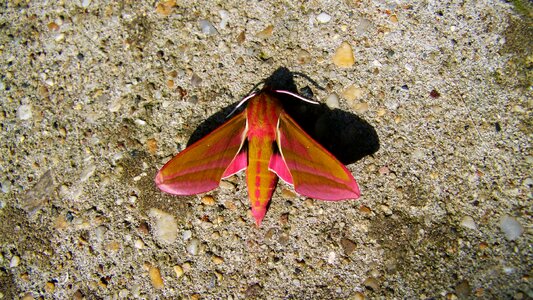 Butterfly slumber insect animal
