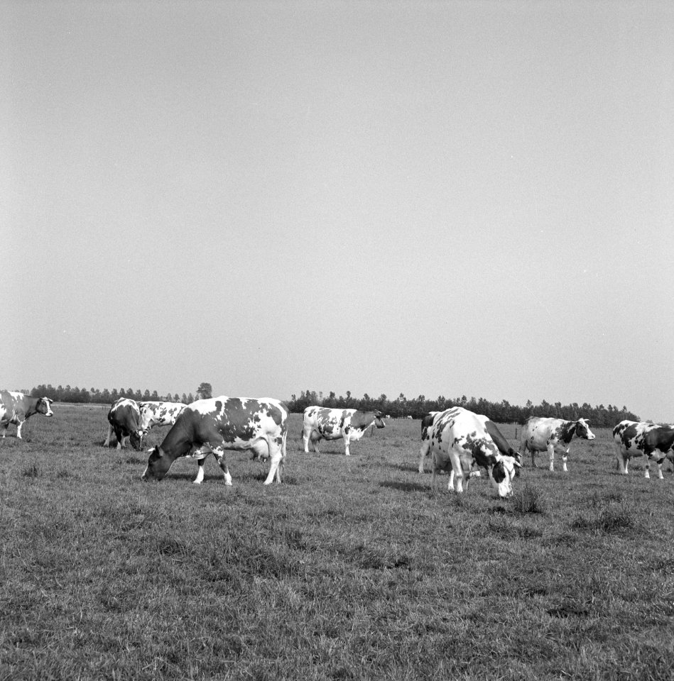 Ontginning, vee in de weide, algemene beelden, turfsteekreportage, koeien, Bestanddeelnr 160-0149