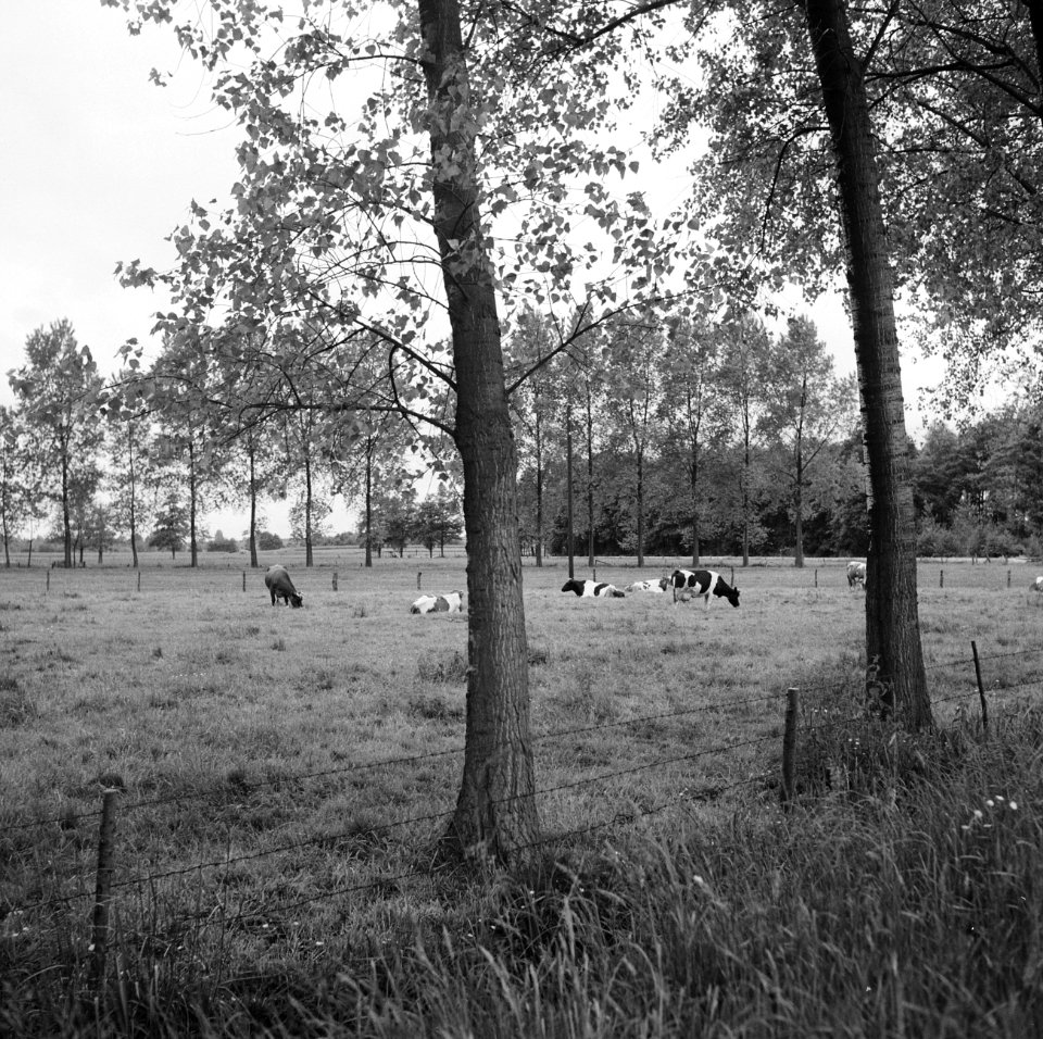 Ontginning, vee in de weide, algemene beelden, turfsteekreportage, koeien, Bestanddeelnr 160-0139