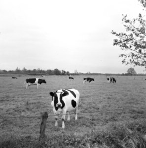 Ontginning, vee in de weide, algemene beelden, turfsteekreportage, koeien, Bestanddeelnr 160-0134