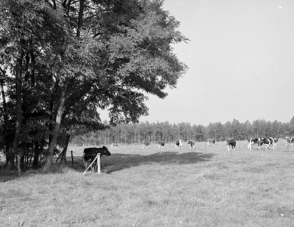 Ontginning, vee in de weide, algemene beelden, turfsteekreportage, koeien, landg, Bestanddeelnr 160-0018