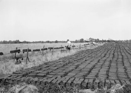 Ontginning, vee in de weide, algemene beelden, turfsteekreportage, arbeiders, De, Bestanddeelnr 160-0054