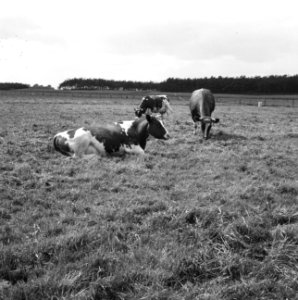Ontginning, vee in de weide, algemene beelden, turfsteekreportage, koeien, Broek, Bestanddeelnr 160-0141