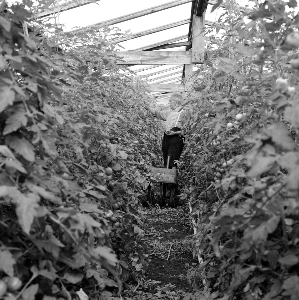Ontginning, zaaien en oogsten gewassen, tomaten, tuinbouw, centra, arbeiders, Bestanddeelnr 160-0287