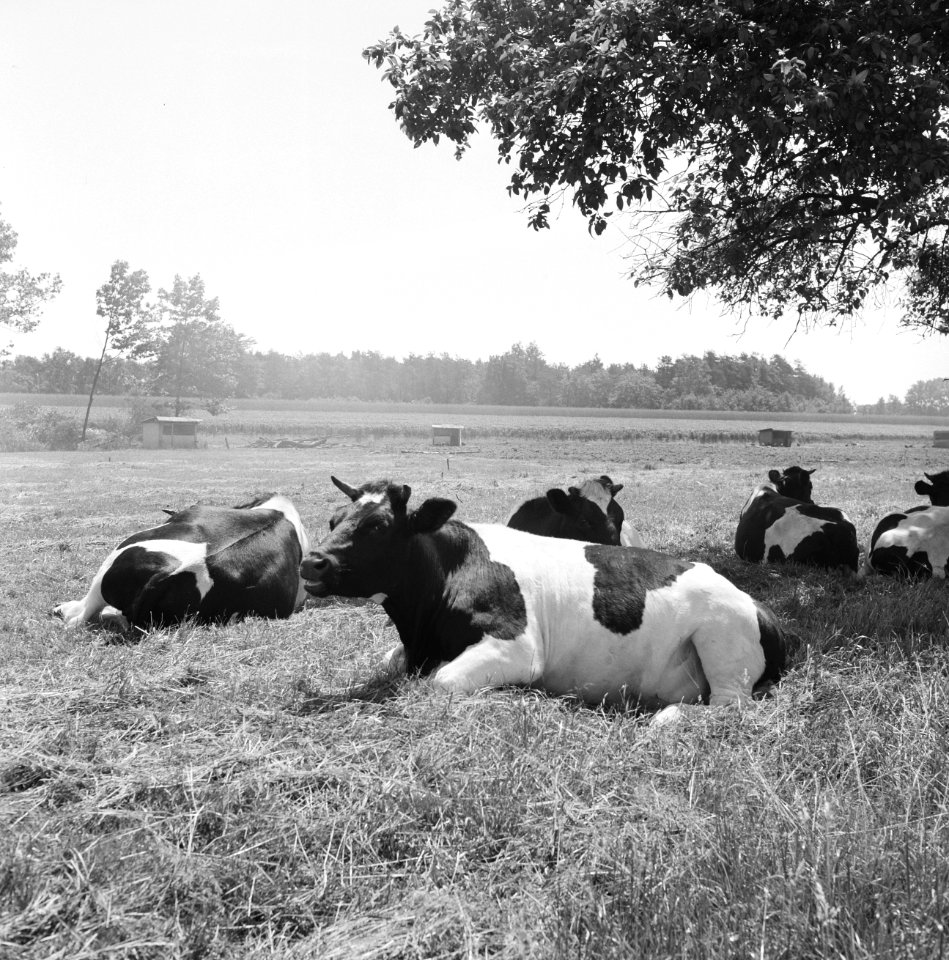 Ontginning, vee in de weide, algemene beelden, turfsteekreportage, koeien, Bestanddeelnr 160-0081