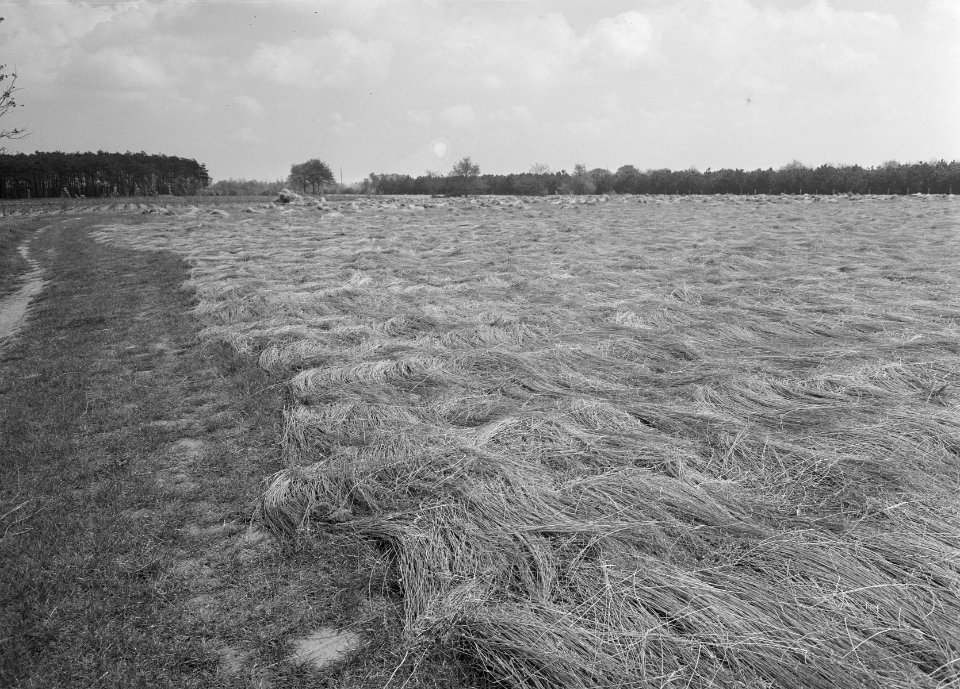 Ontginning, zaaien en oogsten gewassen, vlas, Sint Jansteen, Bestanddeelnr 160-0206