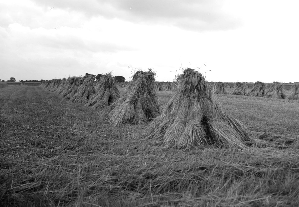 Ontginning, zaaien en oogsten gewassen, rogge, venen witte, landschap drenthe wi, Bestanddeelnr 160-0185