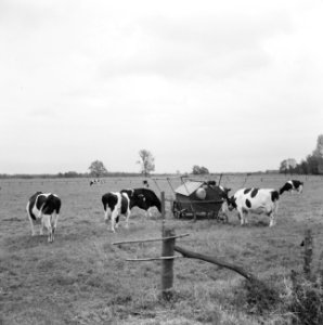 Ontginning, vee in de weide, algemene beelden, turfsteekreportage, koeien, Bestanddeelnr 160-0133